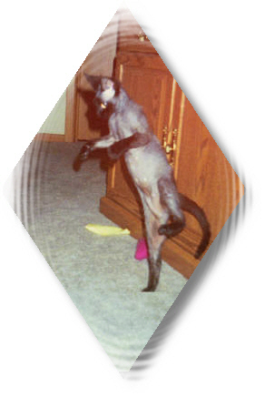 Dancing Cat!
